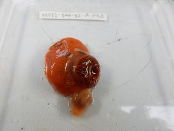 Media type: image;   Invertebrate Zoology 139216